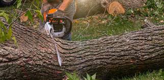 Best Commercial Tree Services  in Notre Dame, IN