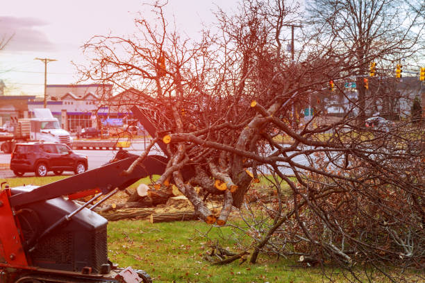  Notre Dame, IN Tree Services Pros