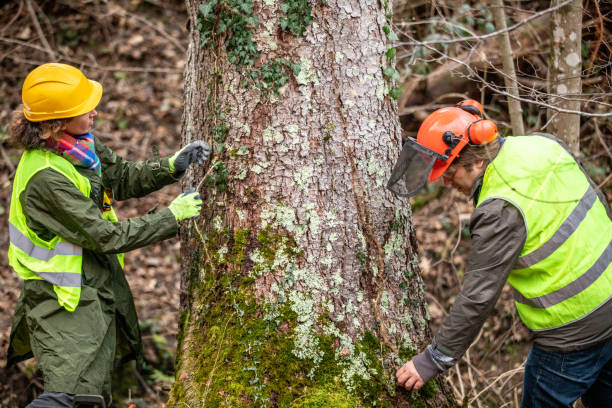 Best Utility Line Clearance  in Notre Dame, IN